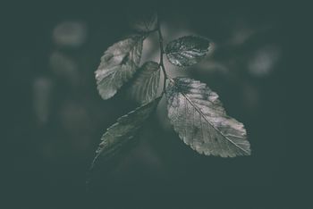 Withering Leaves
